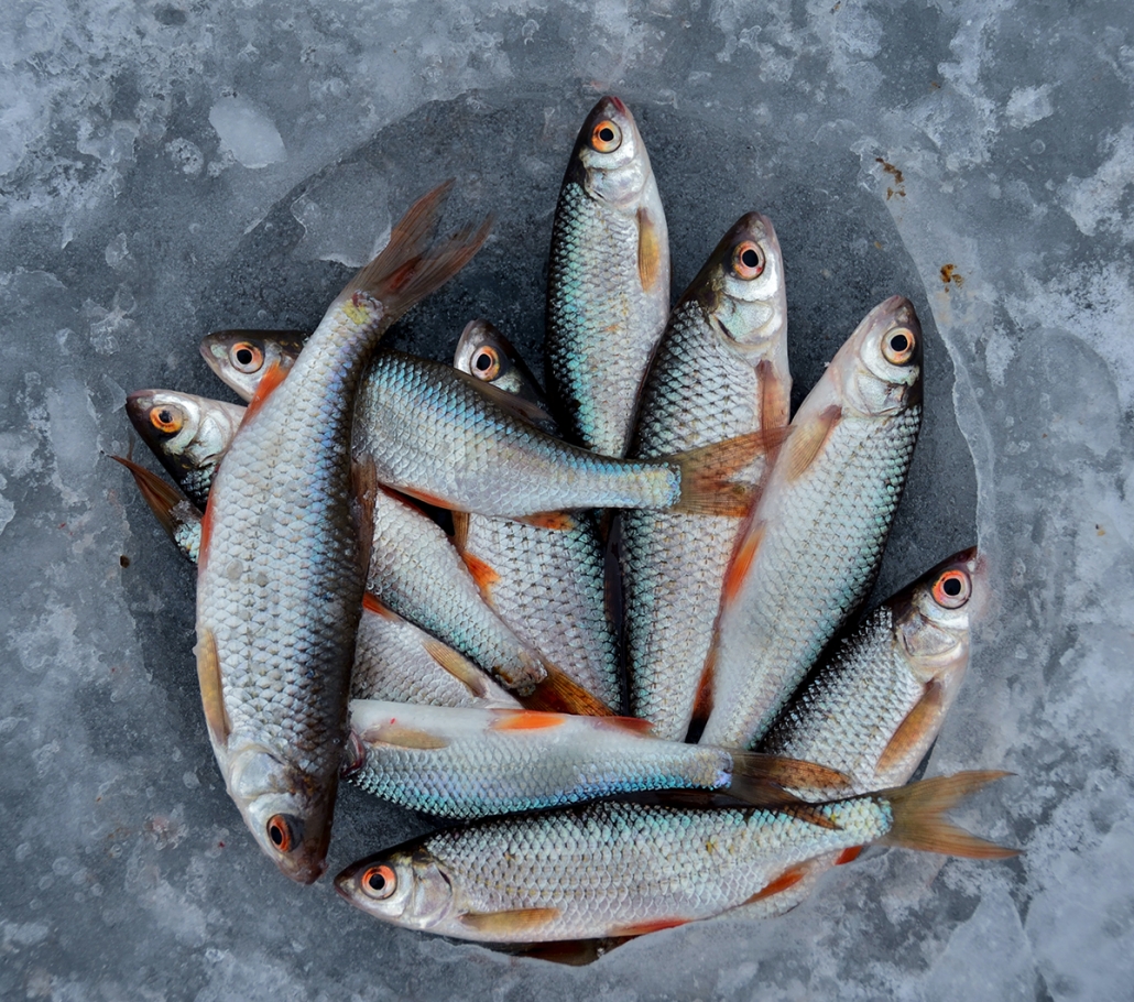 Cómo conservar el pescado fresco - Cambados Restaurante