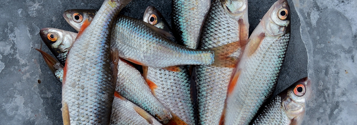 Cómo conservar el pescado fresco - Cambados Restaurante