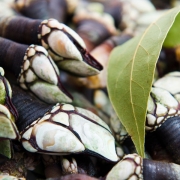 curiosidades de los percebes