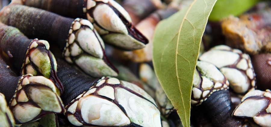 curiosidades de los percebes